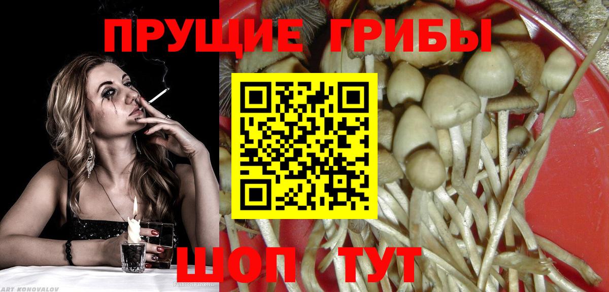 Сатка  Галлюциногенные грибы Psilocybine cubensis  Галлюциногенные грибы Psilocybine cubensis  Вход с VPN 